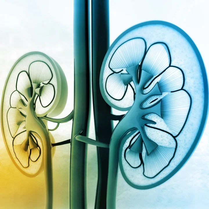 Kidneys