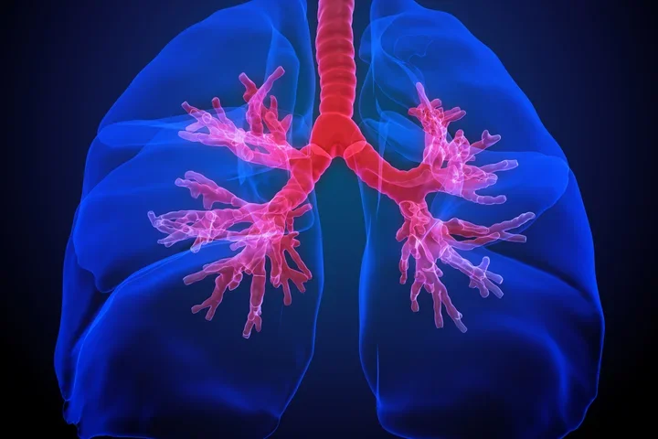 lung ennervation