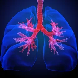 lung ennervation